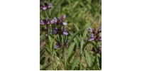ORGANIC HERBAL TEA, SAGE (Salvia officinalis)